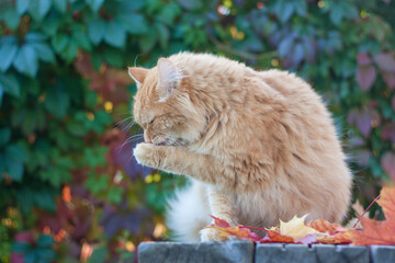 Red fluffy cat is washing in Indian summer outside/ Colorful foliage is in the background