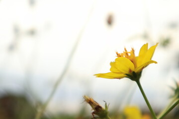 秋の夕暮れの黄色いコスモスの花