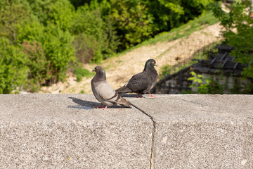 Gray doves sitting on a concrete rocks