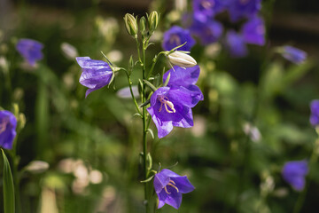 Colorful floral background with beautiful bright purple bells (lat. Campanula), blooming on a blurry background of green foliage on a sunny day in the garden. A blooming bluebell in the shade.