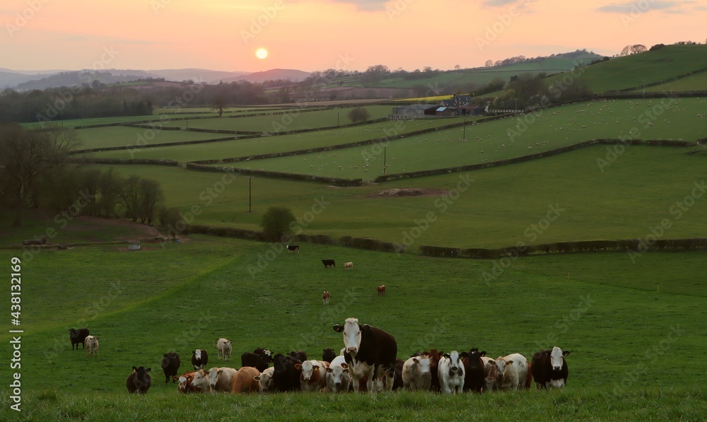 Wall mural cow herd sunset