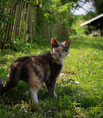 cat on the grass