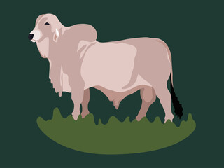 White bull illustration