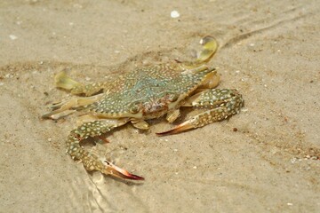 Selective focus of large crab on the beach in the summer morning. Animal and nature background concept.