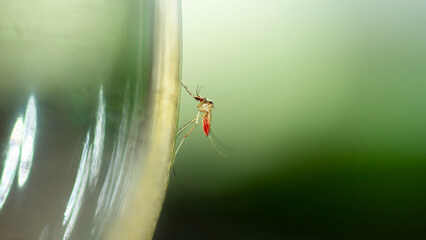 A mosquito with a bloody stomach perched on a glass.