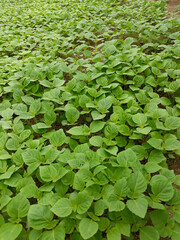 Perilla seedlings grown by sowing seeds in rural areas.