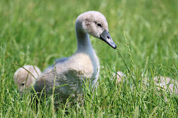 Cygnet