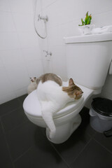 white cat sleeping on the toilet