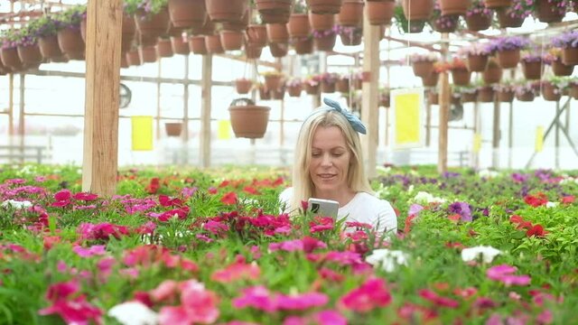 Woman takes photos of colorful blooming flowers and checks the plants on her phone. florist works in greenhouse. An attractive Caucasian blonde woman grows flowers in a greenhouse for her flower shop.