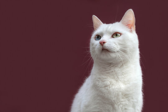 Wei&szlig;e Katze odd-eyed Augen zweifarbig verschieden