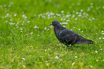 the pigeon walking on the green meadow, closeup, animal theme