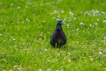 the pigeon walking on the green meadow, closeup, animal theme