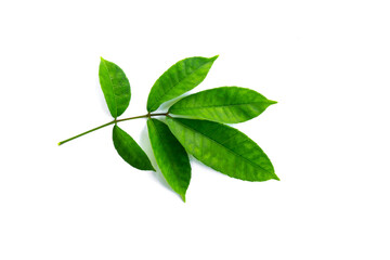 Tropical leaves isolated on white background.