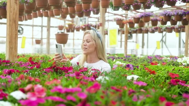 Woman takes photos of colorful flowers and checks plants on her phone and smiles. happy Florist works in greenhouse. An attractive Caucasian blonde woman grows flowers in greenhouse for flower shop.