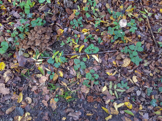 different groups of mushrooms on the ground in german forest in autumn, top view