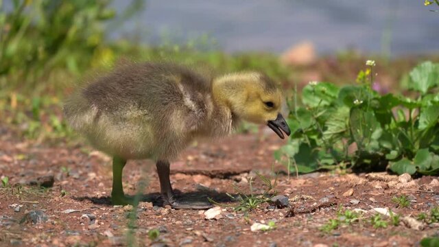 A Canada Goose gosling eating on the bank of a pond.