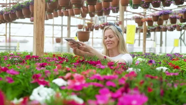 Joyful woman takes photos of blooming colorful flowers on phone and smiles. happy Florist works in a greenhouse. An attractive Caucasian blonde woman grows flowers in a greenhouse for her flower shop.