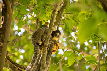Small mammal animal climbed on a tree. Hairy monkeys from the north of Brazil.
