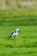 white stork in the grass