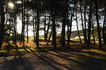 sunset in the forest with the shadow of the trees backlit on the road