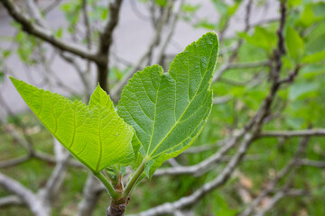 Nature of green leaf in garden at summer. Natural green leaves plants using as spring background c