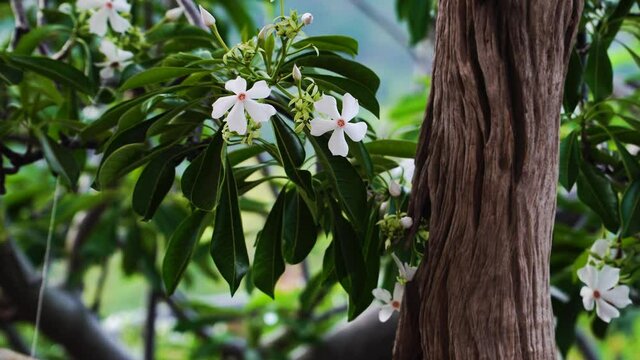 Blooming white flowers of Cerbera odollam known as suicide tree