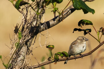 House Sparrow Passer domesticus on the twig