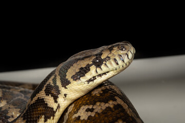close up of a python