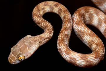 brown tree snake