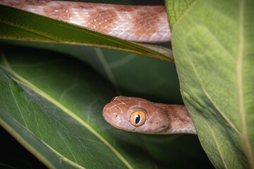 Brown tree snake