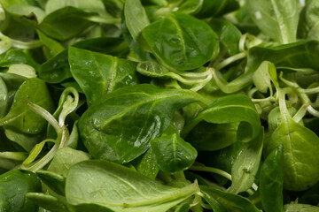 mache lettuce green salad