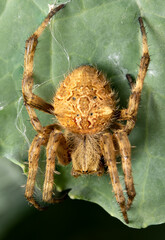 Orb-weaving spider on leaf