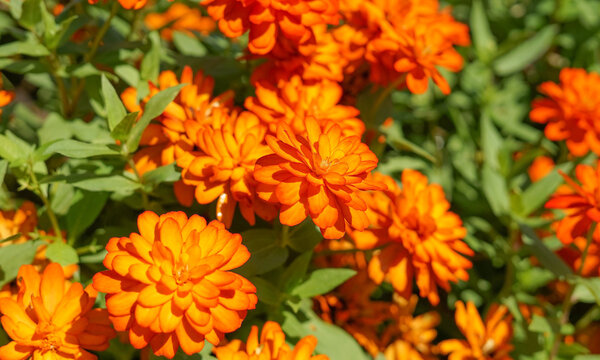 orange king zinnia(soft focus) in the botanical garden, bright orange flowers easy to grow, long lasting and blooms in summer. still in full bloom still in october.