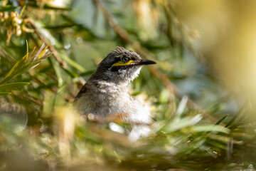 Wattlebird chick