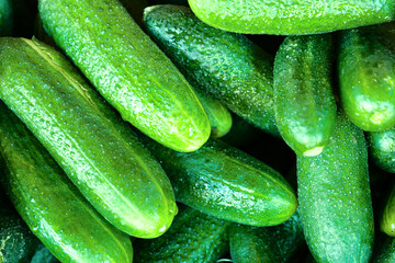 fresh cucumbers for background, close-up