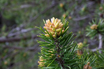 Young pine cone on a branch close-up spring the concept of a new life