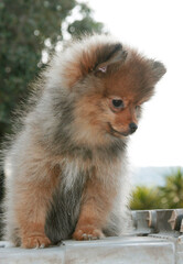 a beautiful 2 month old  pomeranian puppy, with tufted hair, beige ash, white, black, looks happy but also wary. Countryside, Greece