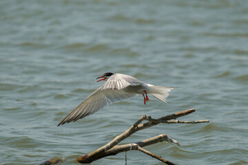 Chira de balta - Common tern - Sterna hirundo