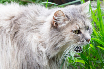 Naklejka na ściany i meble a gray fluffy cat yawns with its mouth wide open on the green grass in the morning sun