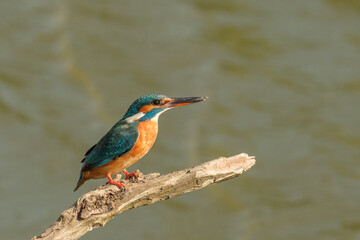 Pescaras albastru - Kingfisher - Alcedo atthis