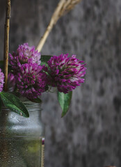Clover flowers in a vase, flowers in a vase