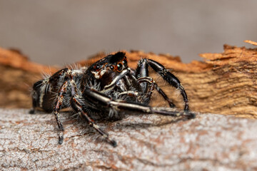 macro of a spider on wood