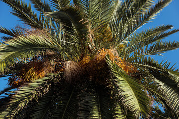 Fototapeta na wymiar The top of the green palm tree against the sky on the beach with large branches. Tropical travel destinations or summer holiday concept. Scientific name is Arecaceae. High quality photo