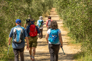 Italy Tuscany Grosseto Maremma, trekking excursion in the Marremman landscape, field flowers Hikers...