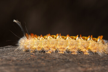 close up of a hairy caterpillar
