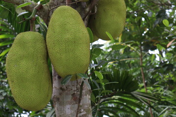 jackfruit stock on tree in the farm