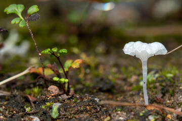 Small white mushroom