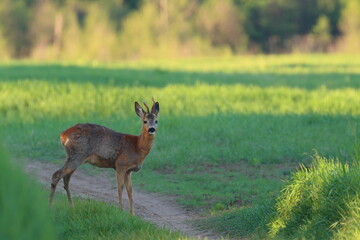 roebuck on the meadow, Poland