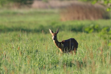 roe deer in the field, Polish wild nature