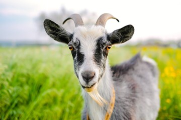 Portrait of the goat in field .Close up.Farm milk agricultural content